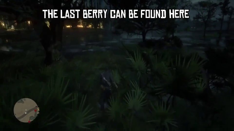 Last berry: evergreen huckleberry